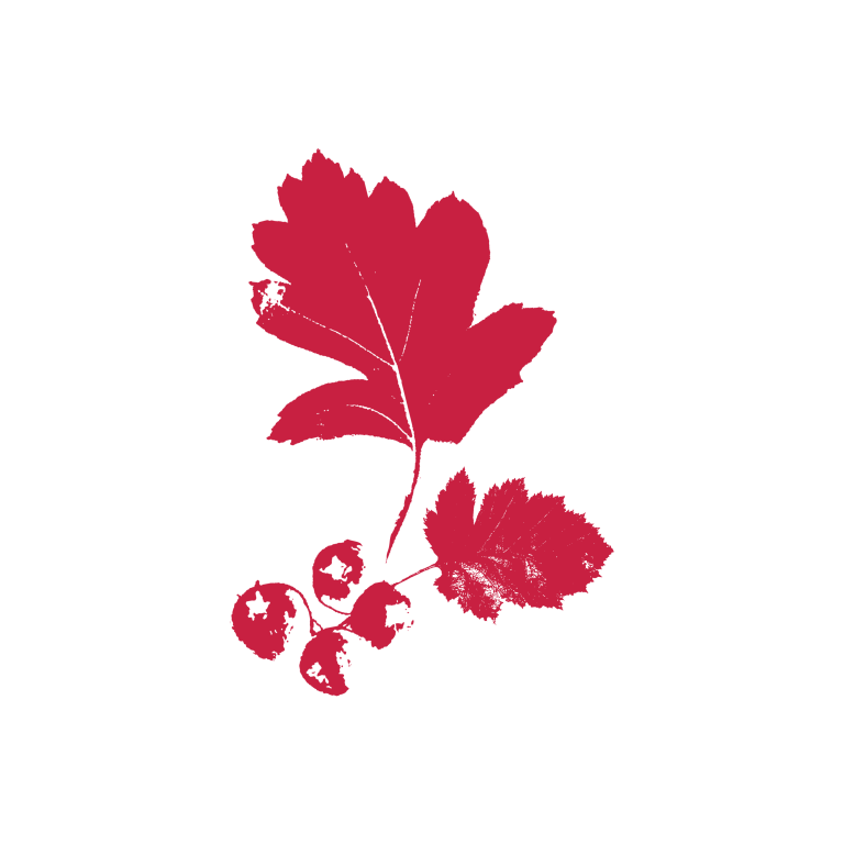 01 HH IMAGERY HAWTHORN 768x768