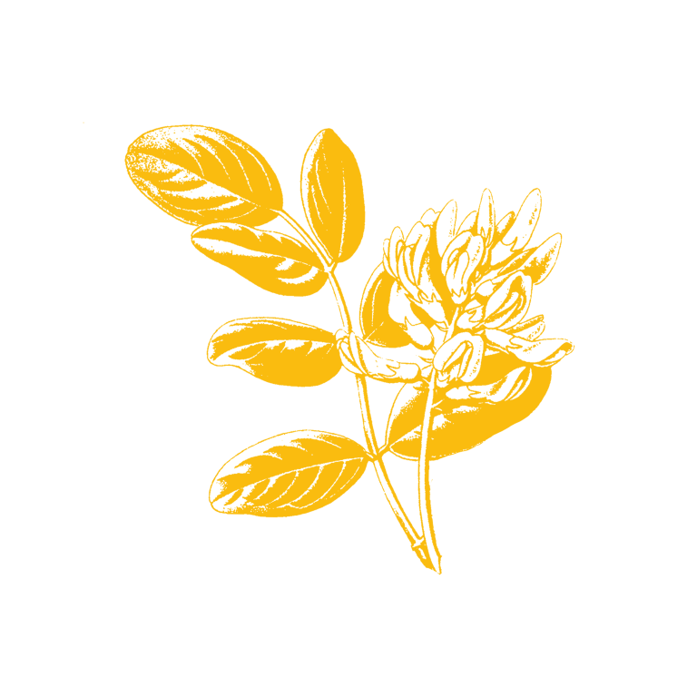 02 HH IMAGERY MEMBRANACEOUS 768x768