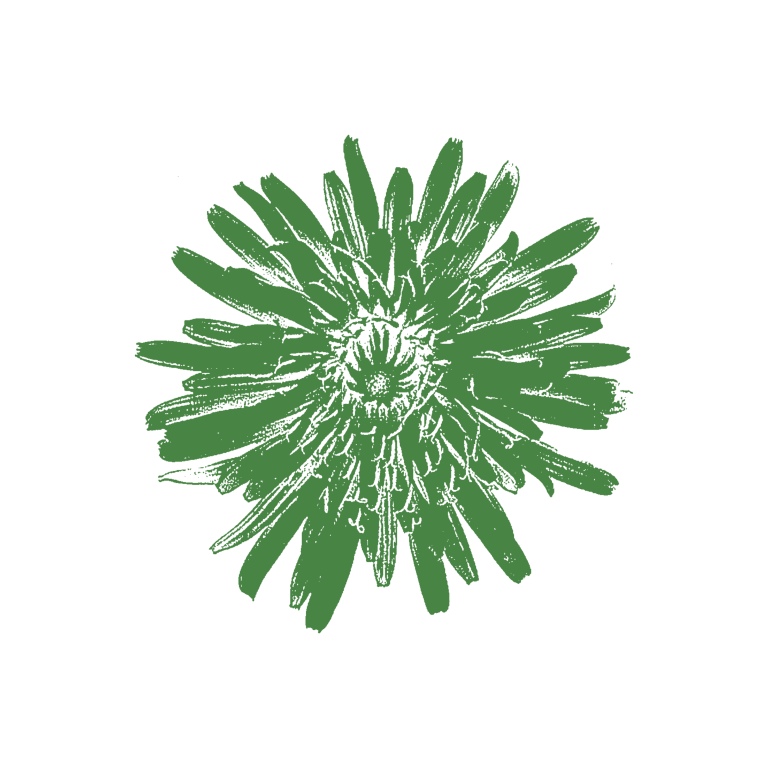 03 HH IMAGERY DANDELION 768x768