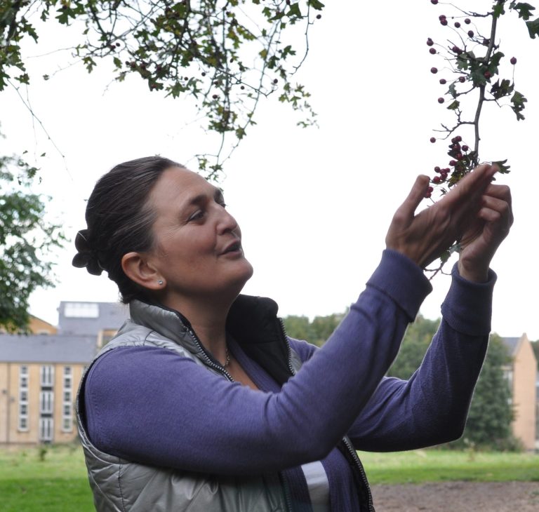 hawthorn heart cropped 2 768x730