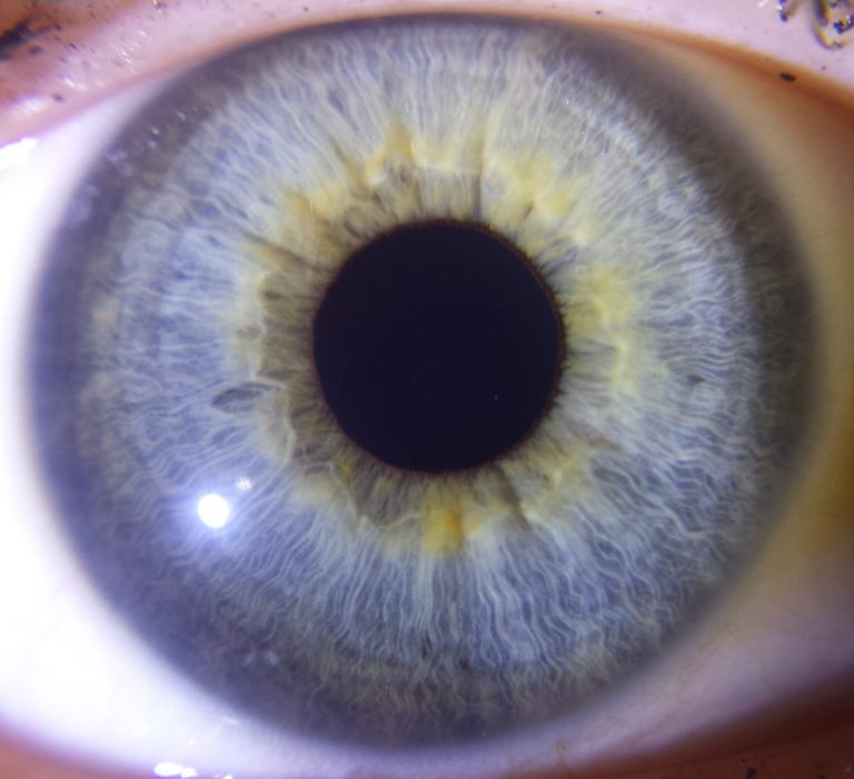 Fizzle Eo Right 25 04 2016 2017 11 18 15 43 15 UTC 768x700